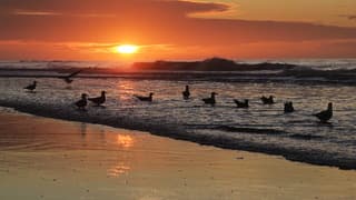 Meeuwen bij zonsondergang