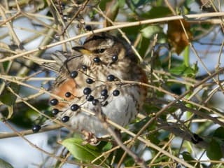 Koperwiek in de kou (Scandinavische wintergast)