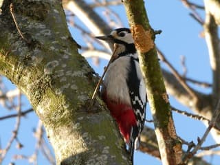 Grote Bonte Specht op een mooie zonnige januaridag