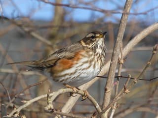 Koperwiek, mooie Scandinavische wintergast