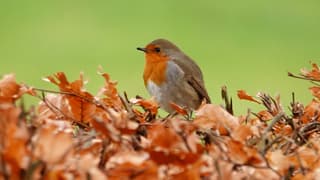 Kleur op grijze druilerige dag!