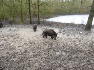 Dooi! De wilde zwijnen kunnen weer lekker wroeten. 