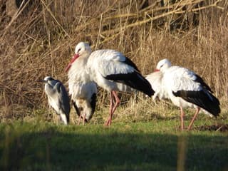 Vandaag is de landelijke ooievaars telling. Tel je mee?