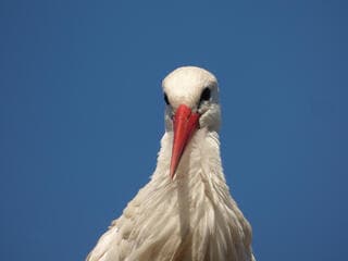 17 en 18 januari 2026 Ooievaars winter telling.