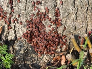 Vuurwantsen warmen zich op in de zon 