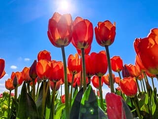 Nationale Tulpendag is vandaag weer van start gegaan..is elke 3 de zaterdag van januari...