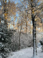 Zonnestralen in de sneeuw