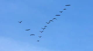 ganzen vliegen naar het zuiden