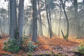 Een magische, nevelige ochtend in het bos 