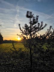 Zonnige dag op de Gorsselse heide