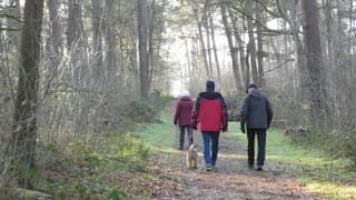 Heerlijk wandelweer, Schinveldse bos.
