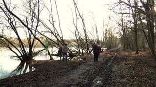 Modderpaden in bos, Viervoeters begroeten elkaar.