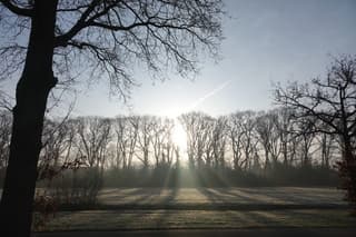 Mooie lichtval door bomen bij wandeling in Driebergen
