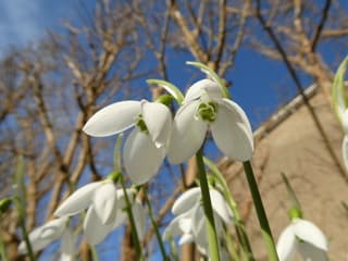 Een vleugje lentegevoel in januari