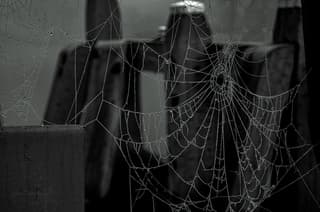 Snel van een middagje zonneschijn naar mist- spinnenweb-druppels..