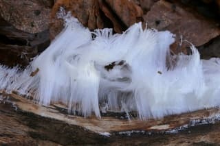 De baard van koning winter