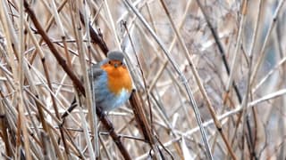 Alvast een bontmutsje op?