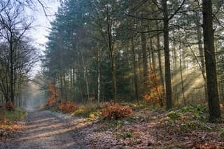 Zonnestralen in het bos 
