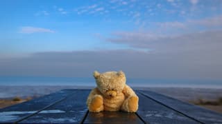 Verdrietige beer in zonnig weer