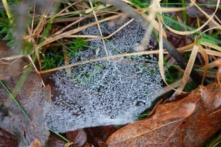 Dauwdruppels in een spinnenweb 