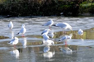 Op een dun laagje ijs 