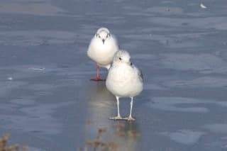 Wandelend over het ijs 