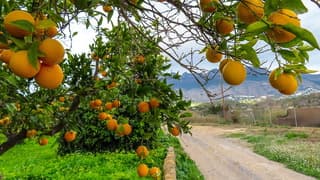 Wolkenvelden af en toe flets zonnetje