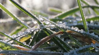 bevroren druppels op grassprieten