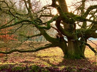 Zonlicht valt door eeuwenoude eik aan de voet van de Archemerberg (Ov.)