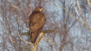 Buizerd 