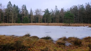 In het bos ligt nog volop ijs 