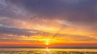 Ochtendrood de vogels worden wakker