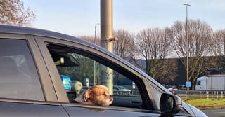 Dit hondje genoot van het zonnetje en de frisse wind