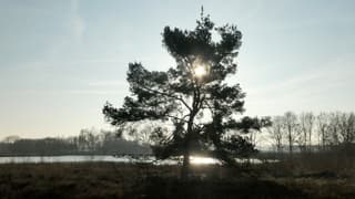 Zon in een winterlucht