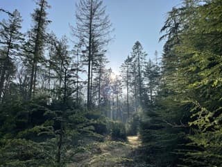 Wandelen in Lage-Vuursche