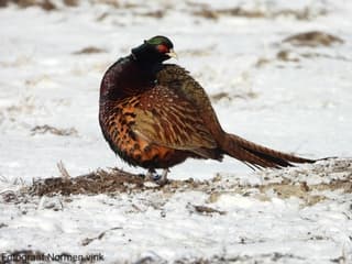 Kans op 10 cm sneeuw 