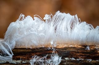 IJshaar in de bossen