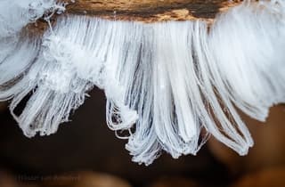 Mooi ijshaar in het bos 