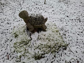 Sneeuwschildpad