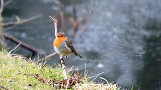 Roodborstje boven een laagje ijs