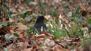 Merel tussen de Sneeuwklokjes