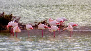 Zonneschittering op het water en flamingo's