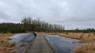 Bewolkt, koud, grijs en ijs op natuurplasje