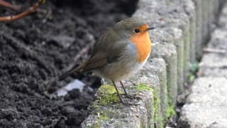 Roodborst in wintertuin