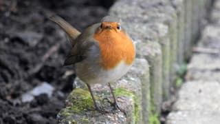 Roodborst in wintertuin