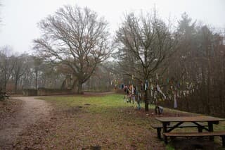 mist bij de koortsboom Overasselt 