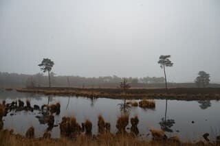 Mist bij de Overasselt vennen