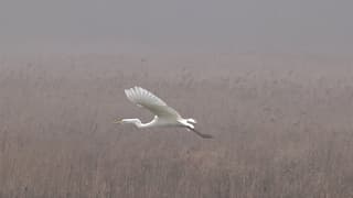 Grote Zilverreiger n de Mist