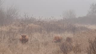 Schotse Hooglanders in de Mist
