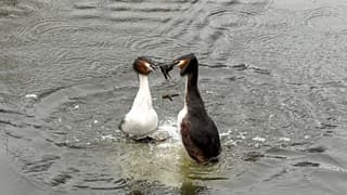 Voorjaarskriebels futen